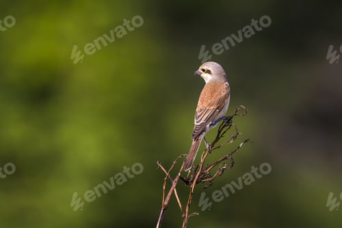 Preview: Spring And Cute Little Bird. Green Nature Background. Bird: Red Backed Shrike. Lanius Collurio.