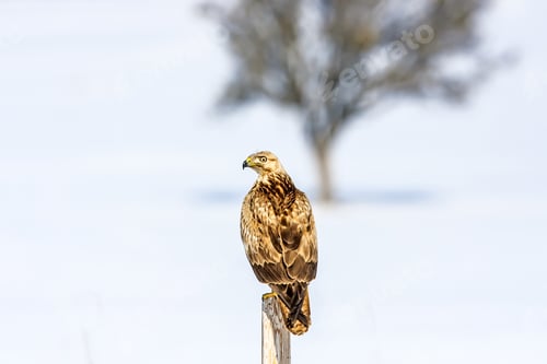 Preview: Bird Of Prey. White Snow Background.