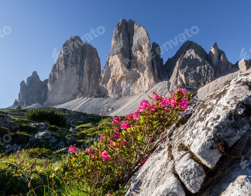 Preview: Flowers Under Tre Cime Di Lavaredo Mountains