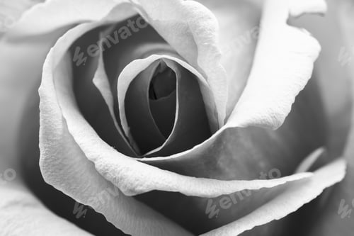 Preview: Black And White, Beautiful, Delicate Rose Petals