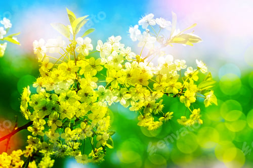 Preview: Spring Landscape. Flowering Cherry. Spring Flowering Garden.