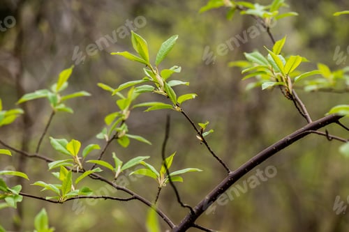Preview: Spring Flowers On Green Background With Plants And Braches