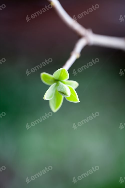 Preview: Light Green Bud With Small Leaves On Natural Background