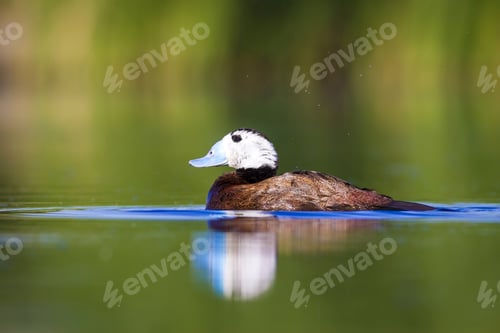 Preview: Swimming Cute Duck. Colorful Nature Background. Bird: White Headed Duck. Oxyura Leucocephala.