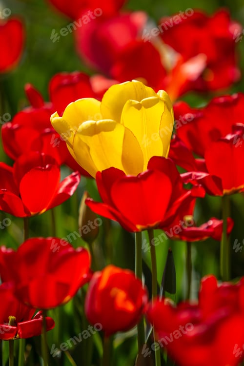 Preview: Bright Tulip Flowers, Field Nature.