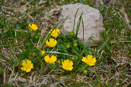 Preview: European Cinquefoil (Potentilla Reptans)