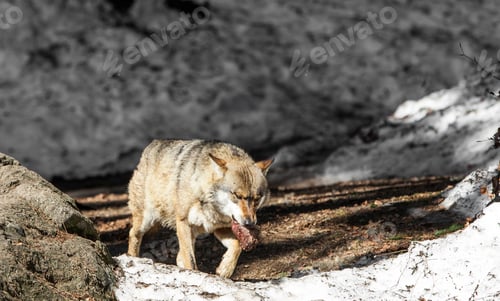 Preview: Wolf In The Bavarian Forest National Park, Bavaria, Germany