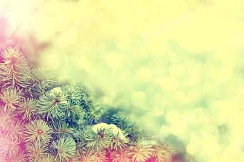 Preview: Forest In The Frost. Winter Landscape. Snow Covered Trees.