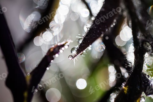 Preview: Abstract, Macro Composition With Leaves And Water Drops