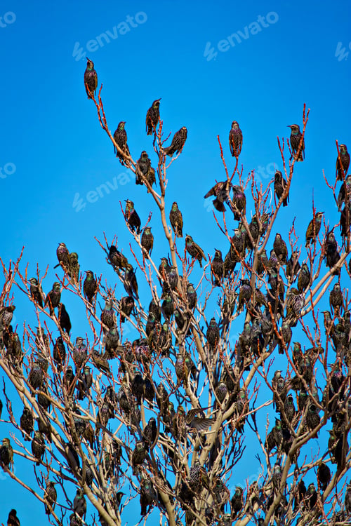 Preview: Birds On Tree. Blue Sky Background. Common Starling Sturnus Vulgaris