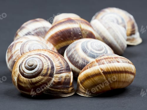 Preview: Orchard Snail (Helix Pomatia) - Shell With Dark Background