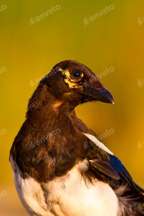 Preview: Eurasian Magpie Portrait. Green Nature Background.