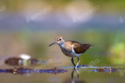 Preview: Cute Bird Common Sandpiper. Natural Background. Actitis Hypoleucos. Bafa Lake. Turkey.