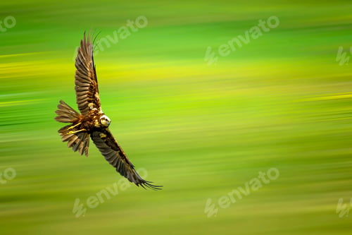 Preview: Flying Bird. Colorful Nature. Motion Blur Background.