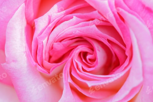 Preview: Soft Pink Rose Petals in Close Up