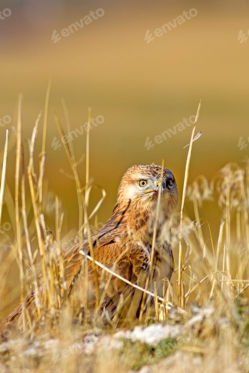 Preview: Buzzard. Natural Background.