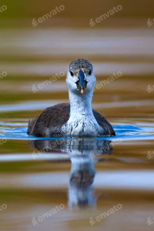 Preview: Cute Bird. Natural Background.