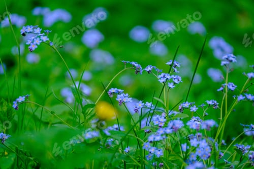 Preview: Green Summer Meadow Abstract Texture With Flowers And Grass