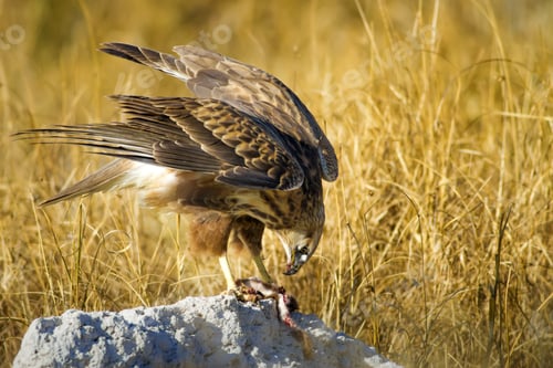 Preview: Bird Of Prey. Buzzard And Its Hunt Least Weasel. Yellow Nature Habitat Background. Bird: Long