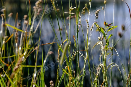 Preview: Water Grass And Bents In Summer On A Blur Background On The Lake Shore. Shallow Depth Of Field