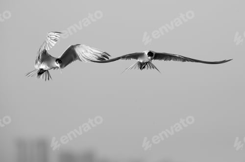 Preview: Lesser Crested Terns Hovering