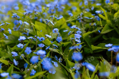 Preview: Navelwort Or Omphalodes Linifolia Blue Flowers In Spring Garden. Opmhalodes Vesna Moench Variety