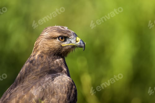 Preview: Bird Of Prey. Green Nature Background. Bird: Long Legged Buzzard. Buteo Rufinus.