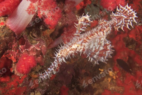 Preview: Ornate Ghost Pipefish