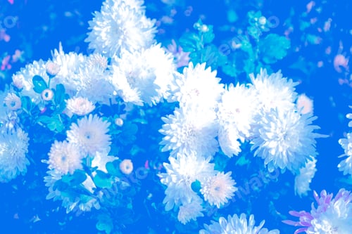 Preview: Colorful Autumn Flowers Of Chrysanthemum. Natural Floral Background.