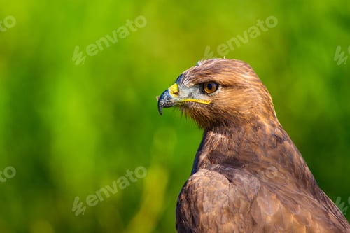 Preview: Bird Of Prey. Portrait Of Buzzard. Green Nature Background.