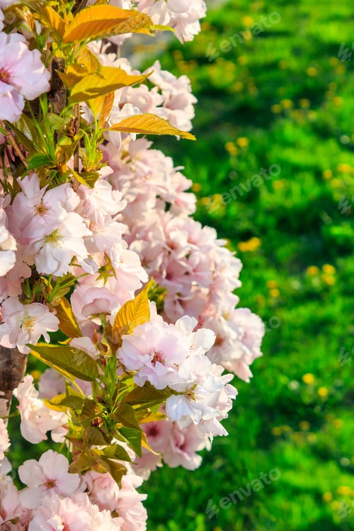 Preview: White Blossoms Of Apple On A Background Of Fresh Green Grass