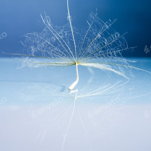 Preview: Dandelion Seeds With Details And Reflexion