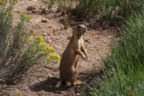 Preview: Utah Prairie Dog - Bryce Canyon National Park