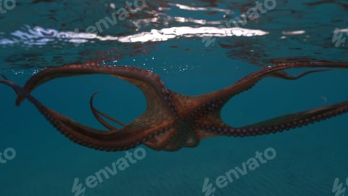 Preview: Underwater Scuba Photo Of Octopus Swimming In Tropical Exotic Turquoise Sandy Pacific Ocean Beach