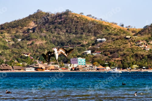 Preview: Brown Pelican Diving In The Sea In San Juan Del Sur, Nicaragua.
