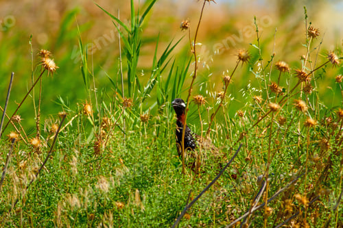 Preview: Black Francolin. Green Nature Background.