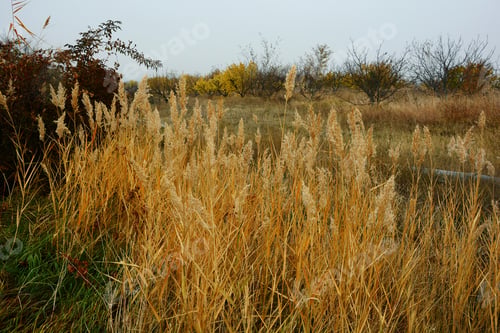 Preview: Autumn Landscape With Flowering Grass Plants