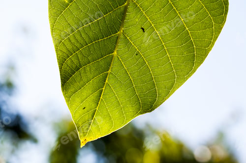 Preview: Green, Abstract Composition With Leaf Texture