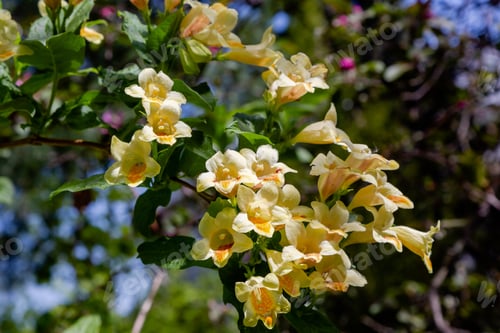 Preview: Blossom Weigela Middendorffiana In Spring Garden. Flowering Shrubs In The Garden.
