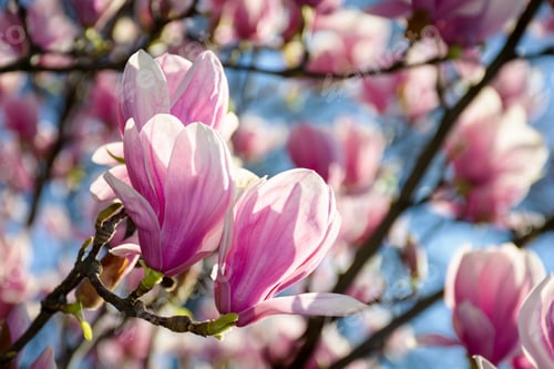 Preview: Gorgeous Magnolia Flowers On A Blue Sky Background. Lovely Springtime Scenery In The Park