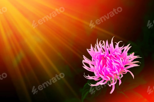 Preview: Blurred. Bright Daisy Flowers On A Background Of The Summer Landscape.
