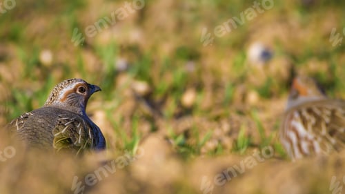 Preview: Partridge Portrait. Colorful Nature Background. Bird: Grey Partridge. Perdix Perdix.