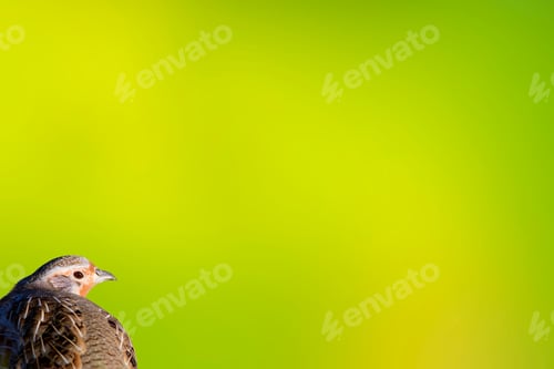 Preview: Partridge Portrait. Green Nature Background. Isolated Images. Bird: Grey Partridge. Perdix Perdix.