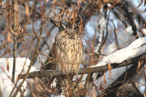 Preview: Long-Eared Owl (Asio Otus) Germany