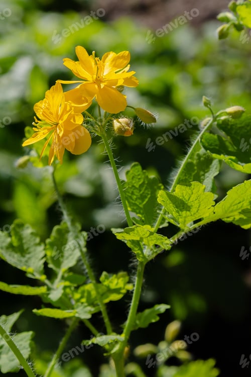 Preview: Сhelidonium Majus In Garden. Medicinal Plants In The Garden. Helidonium Majus, Greater Celandine