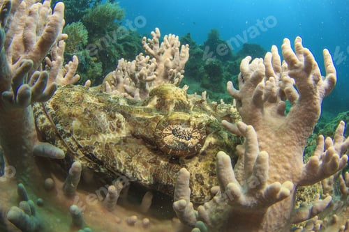 Preview: Crocodilefish Hides On Coral