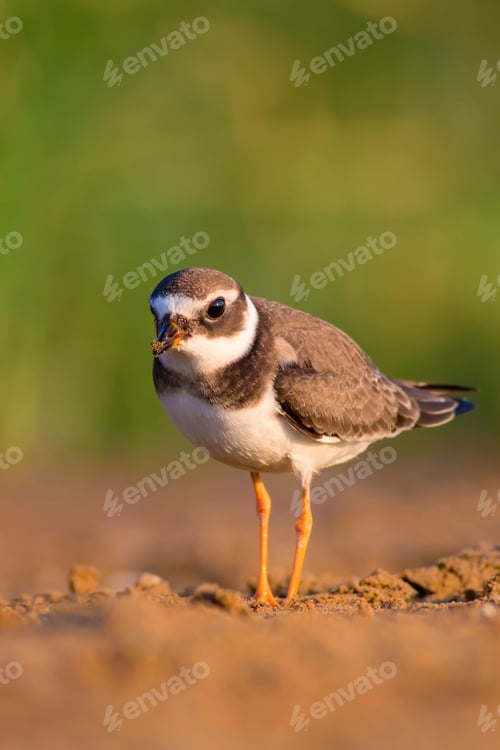 Preview: Cute Little Water Bird. Nature Background. Bird: Common Ringed Plover. Charadrius Hiaticula