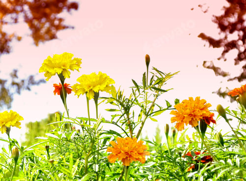Preview: Colorful Bright Flowers Marigold Against The Background Of The Summer Landscape.