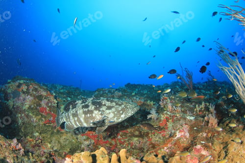 Preview: Coral Reef With Tropical Fish Underwater