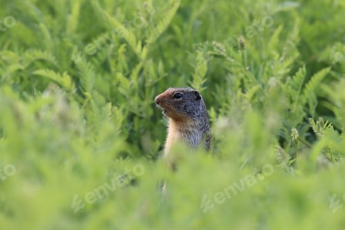 Preview: Columbian Ground Squirrel Cub Canadian Rockies